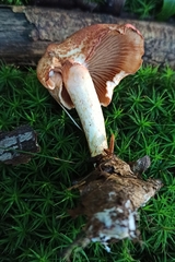 Cortinarius bolaris