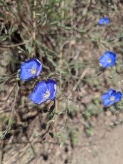 Linum lewisii