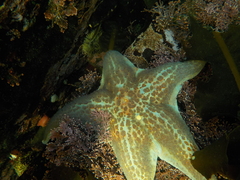 Dermasterias imbricata