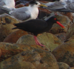 Haematopus moquini