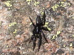 Gnaphosidae