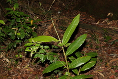 Alpinia caerulea
