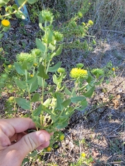 Grindelia nuda