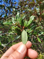 Quercus × acutidens