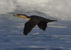 Phalacrocorax carbo lucidus