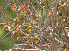 Passerina cyanea