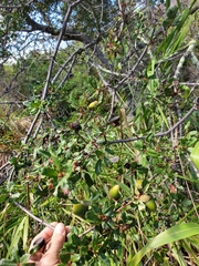 Quercus × acutidens