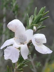 Prostanthera behriana