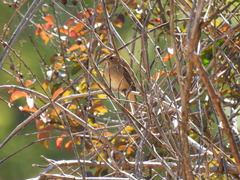 Passerina cyanea
