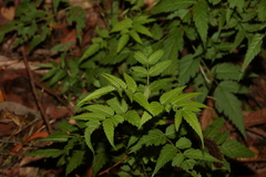 Rubus rosifolius