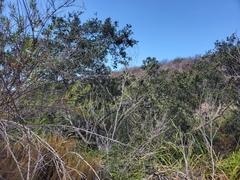 Quercus × acutidens