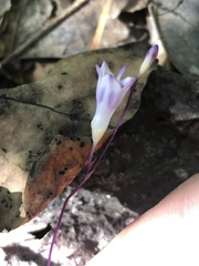 Apteria aphylla