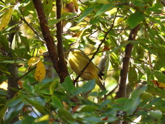 Leiothlypis ruficapilla