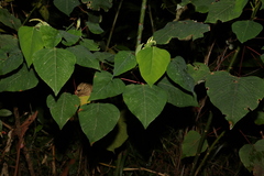 Homalanthus populifolius