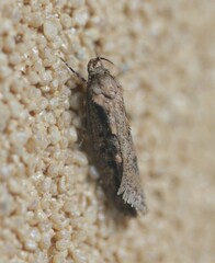 Erythrobapta haemalea