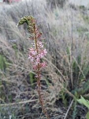 Oenothera curtiflora