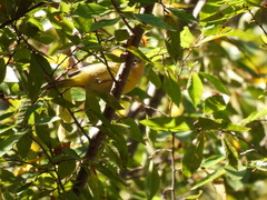 Leiothlypis ruficapilla