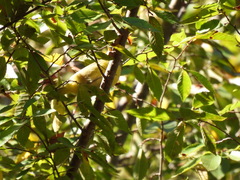 Leiothlypis ruficapilla