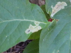 Pegomya bicolor