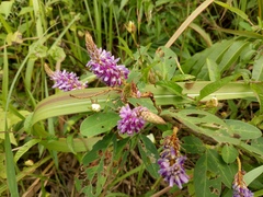 Grona heterocarpos