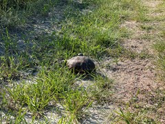 Gopherus berlandieri