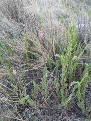 Oenothera curtiflora