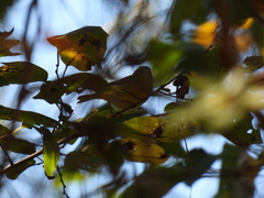 Leiothlypis ruficapilla