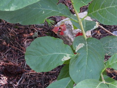 Pegomya bicolor
