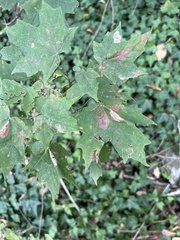 Acer saccharum