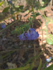 Scutellaria integrifolia