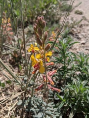 Hoffmannseggia glauca