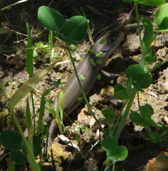 Trachylepis capensis