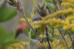 Setophaga discolor