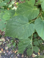 Tilia americana