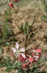 Oenothera suffrutescens