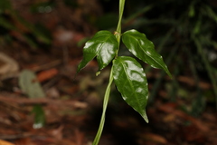 Gynochthodes jasminoides