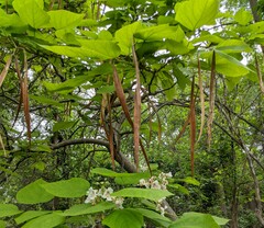 Catalpa bignonioides