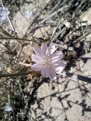 Stephanomeria exigua