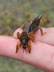 Neocurtilla