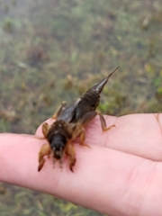 Neocurtilla