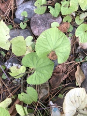 Viola renifolia