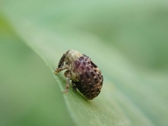 Cionus scrophulariae
