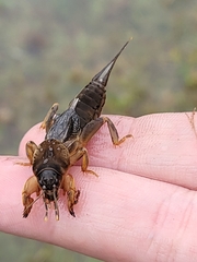 Neocurtilla