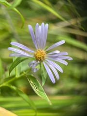 Symphyotrichum puniceum
