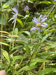 Symphyotrichum puniceum