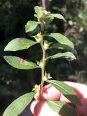 Ludwigia pilosa