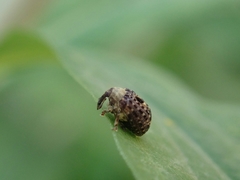 Cionus scrophulariae