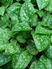 Pulmonaria