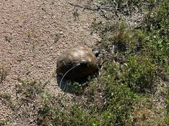 Gopherus berlandieri