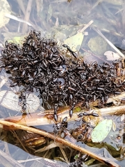 Brachyponera chinensis